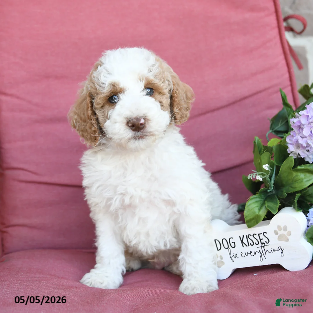 Miniature Poodle dogs for sale: Lewis - Ad 1