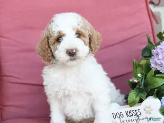 Miniature Poodle dogs for sale: Lewis - Ad 4