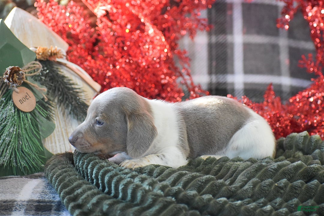 Dachshund dogs for sale: Peppermint - Ad 7