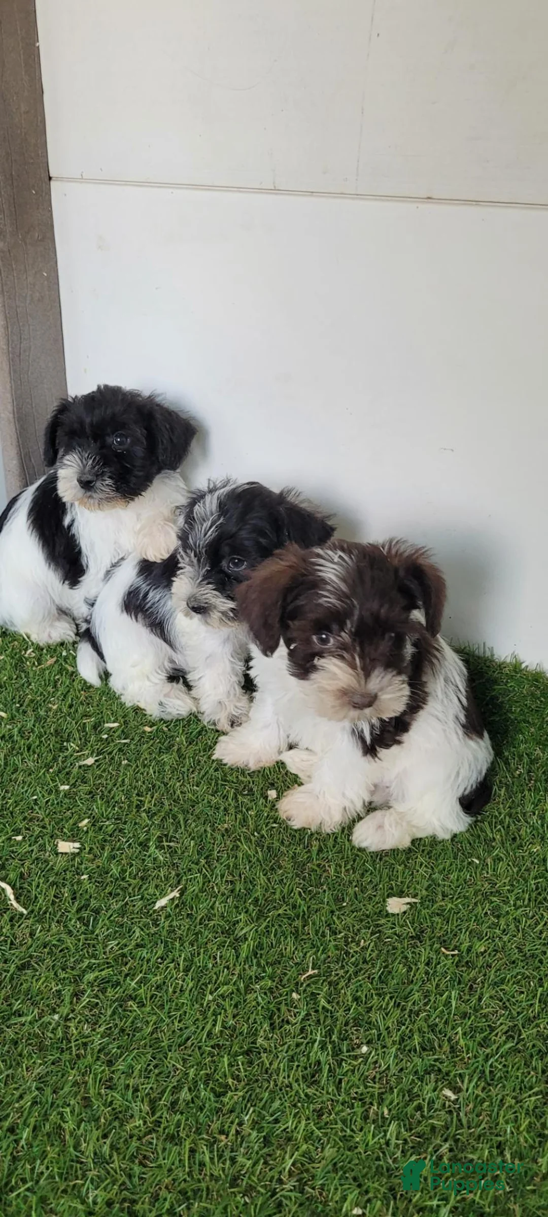 Miniature Schnauzer dogs for sale: AKC Tucker - Ad 10