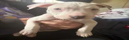American Pit Bull Terrier dogs for sale: American Pit Bull Terrier Puppy 1 - Ad 3