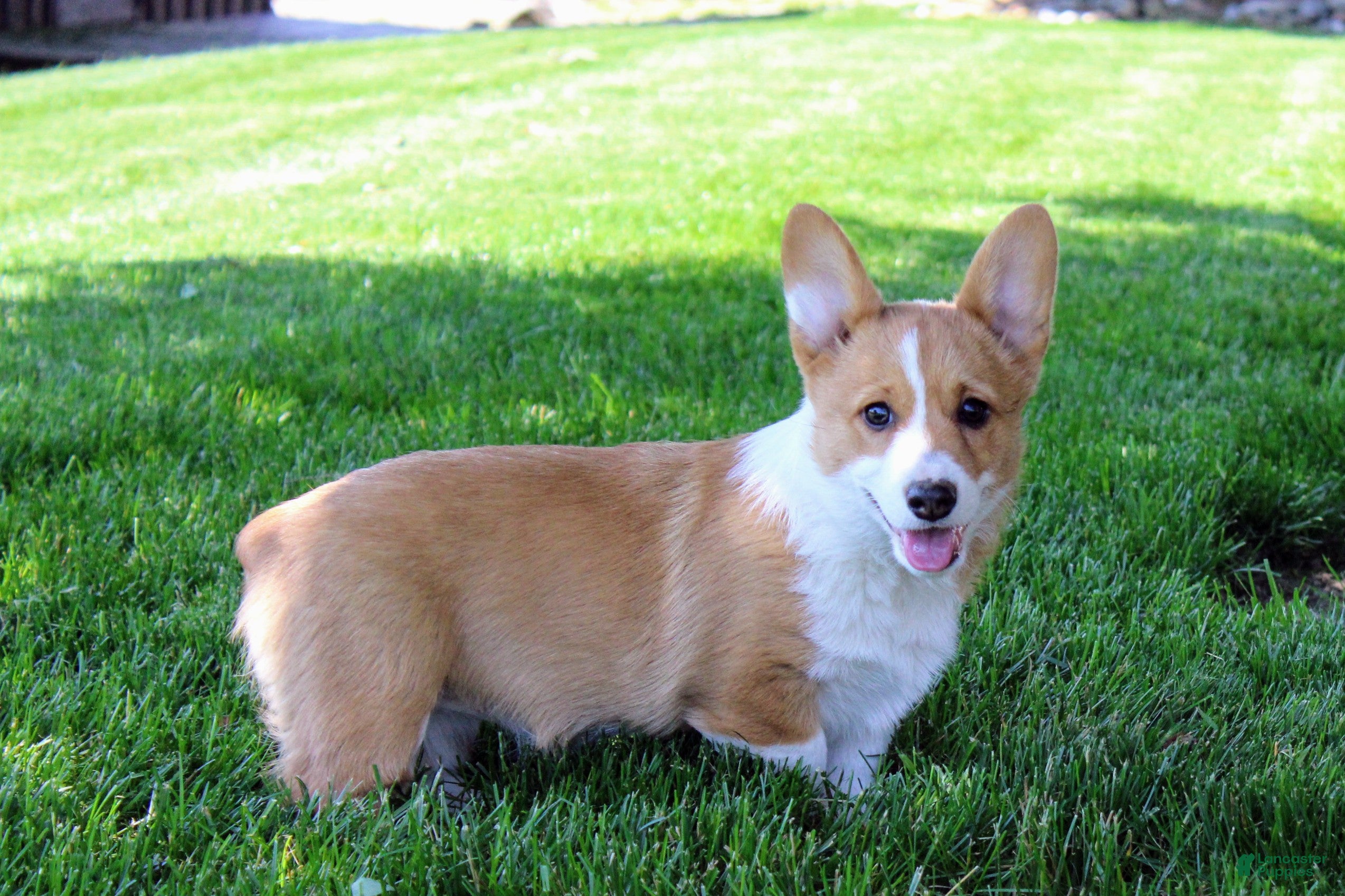 Welsh Corgi Pembroke dogs  June (triple clear)AKC - Ad 1