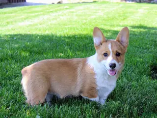 Welsh Corgi Pembroke dogs for sale: June (triple clear)AKC - Ad 2