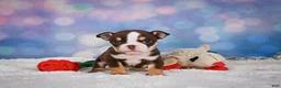 English Bulldog dogs for sale: Claire - Ad 6