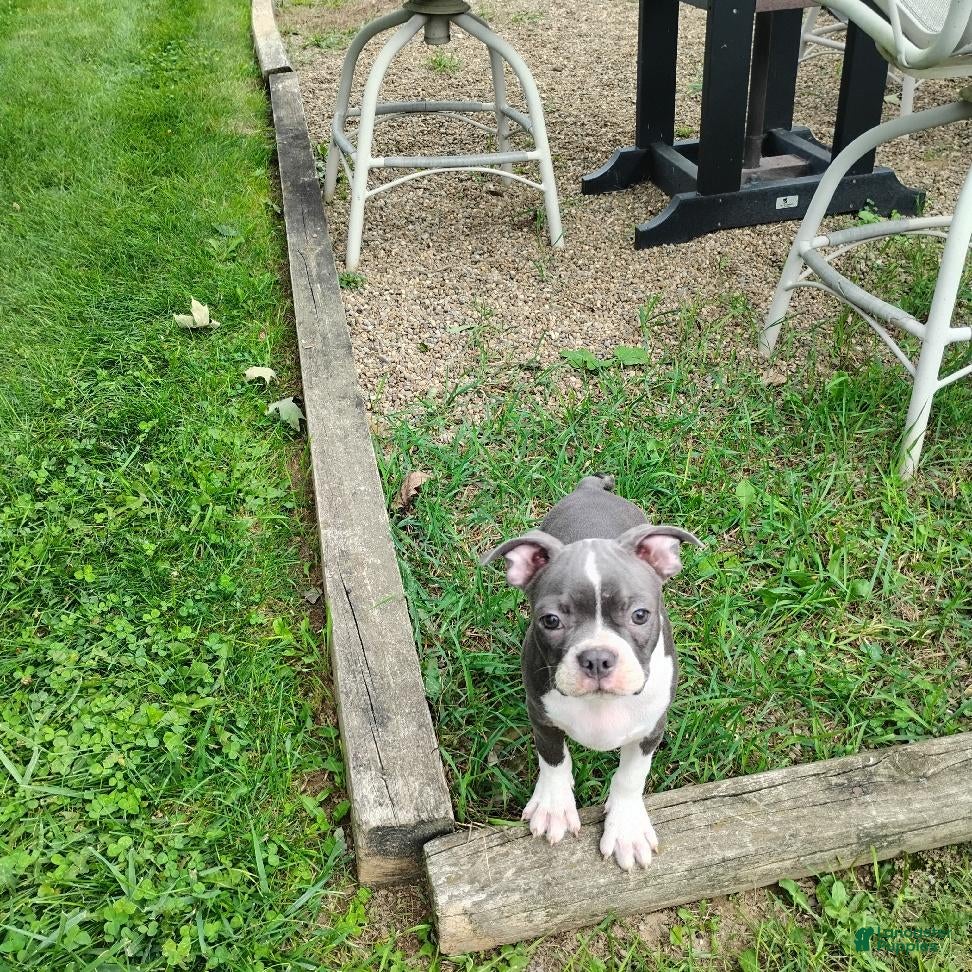 Boston Terrier dogs Razzle - Ad 2