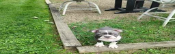 Boston Terrier dogs for sale: Razzle - Ad 2