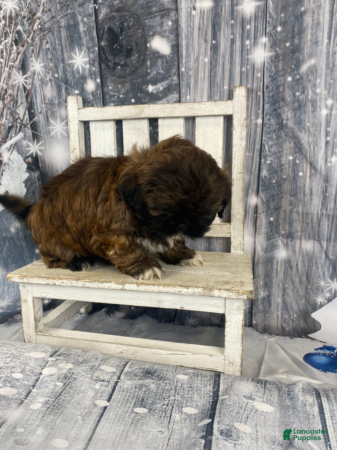 Shih Tzu dogs for sale: Buttons - Ad 4