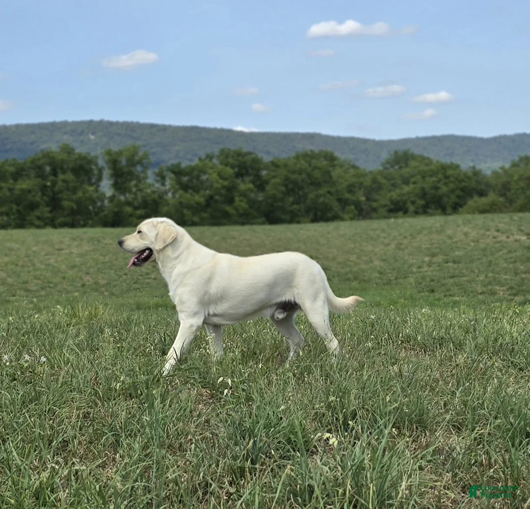 Labrador Retriever dogs for sale: Labrador Retriever Puppy 1 - Ad 3