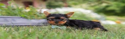 Yorkshire Terrier dogs for sale: Benji - Ad 3