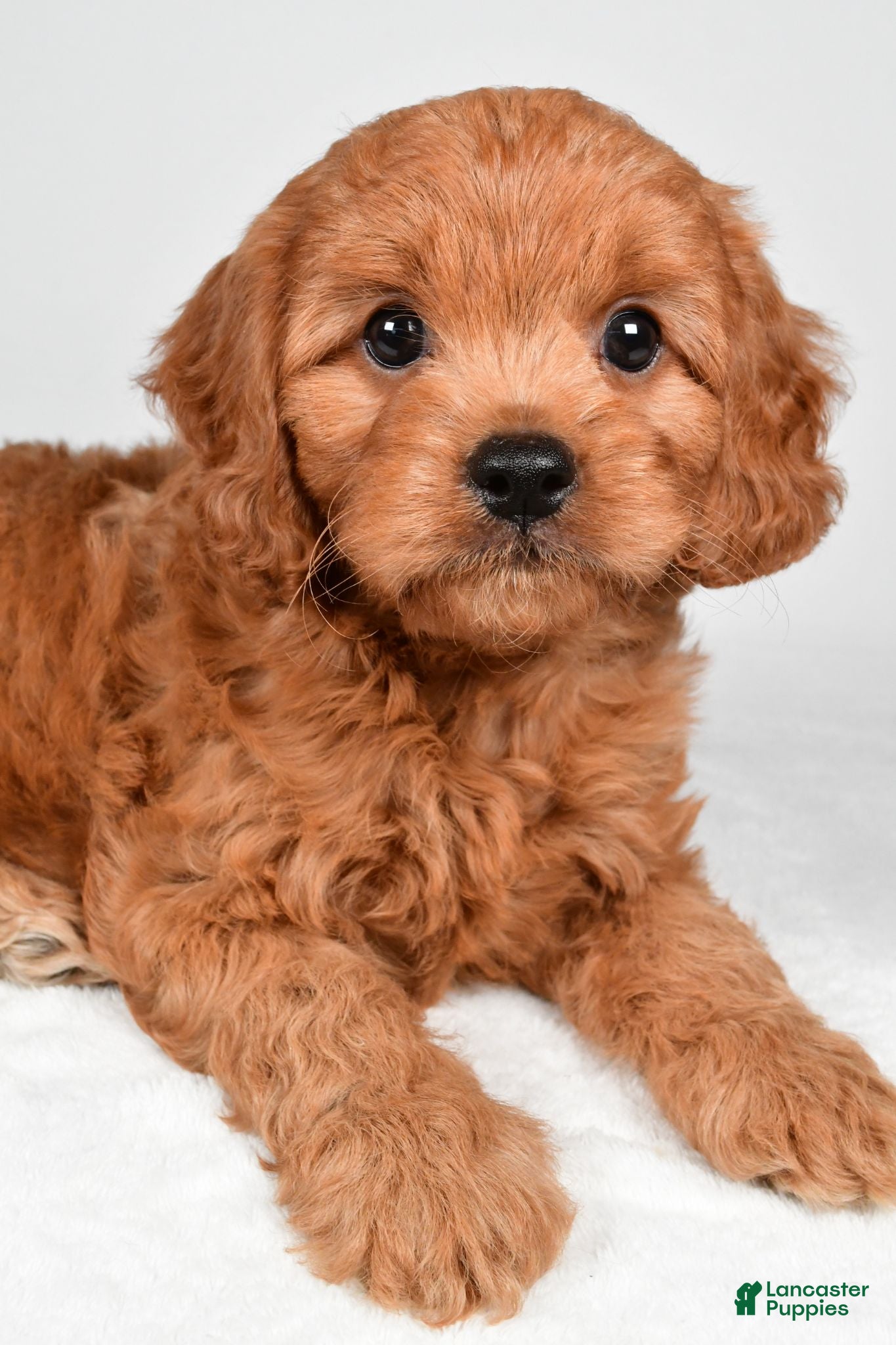 Cavapoo dogs Ethan - Ad 2