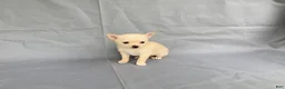 Chihuahua dogs for sale: Milo - Ad 6