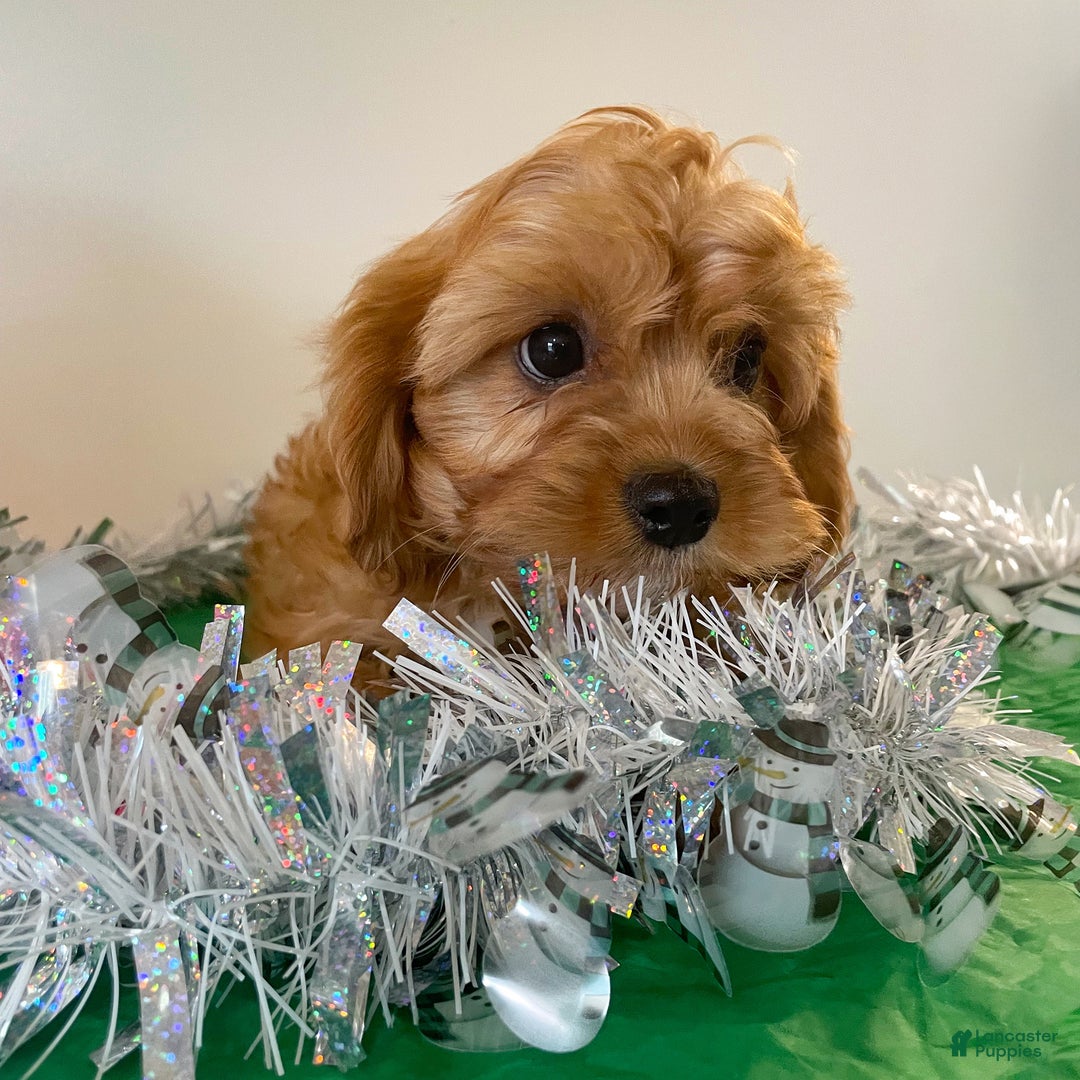 Cavapoo dogs for sale: Cupcake - Ad 2