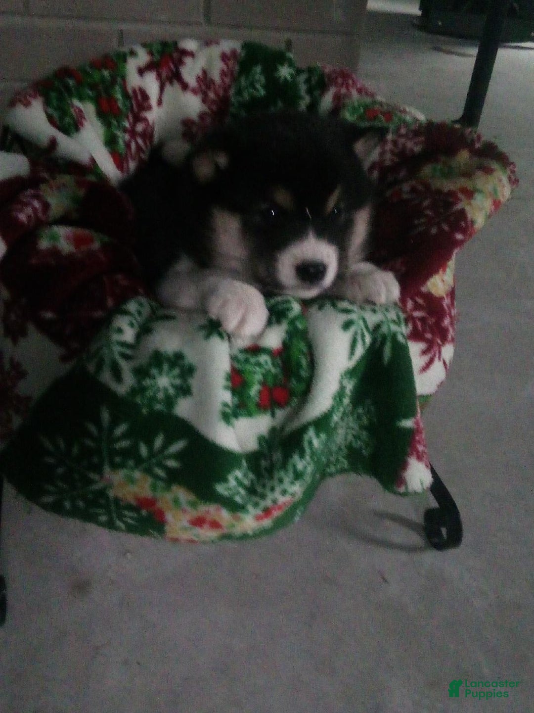 Shiba Inu dogs for sale: Junior - Ad 2