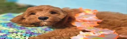 Cockapoo dogs for sale: Cashmere - Ad 12