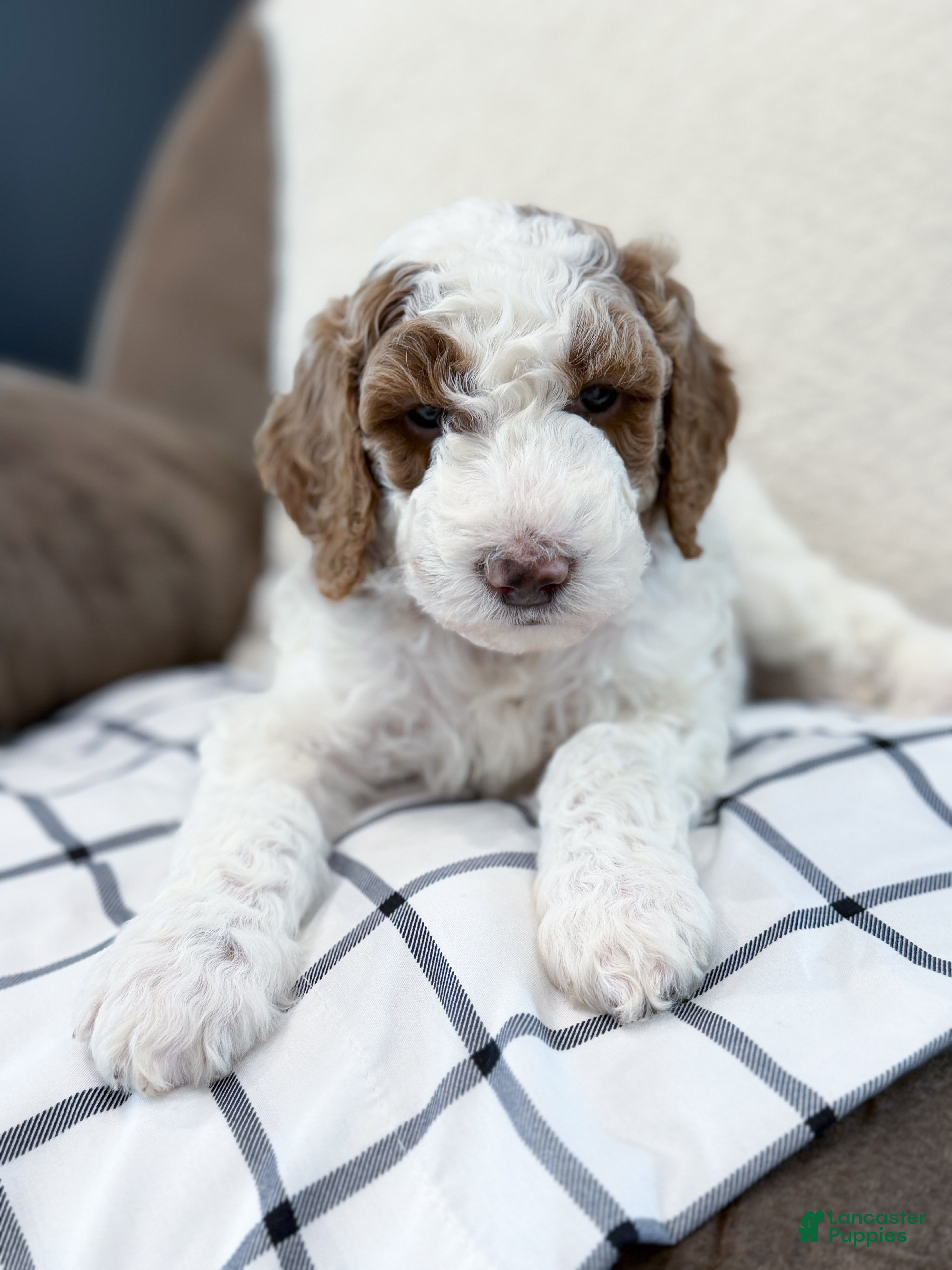 Goldendoodle dogs Nash - Ad 1