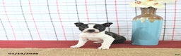 Boston Terrier dogs for sale: Juliet - Ad 5