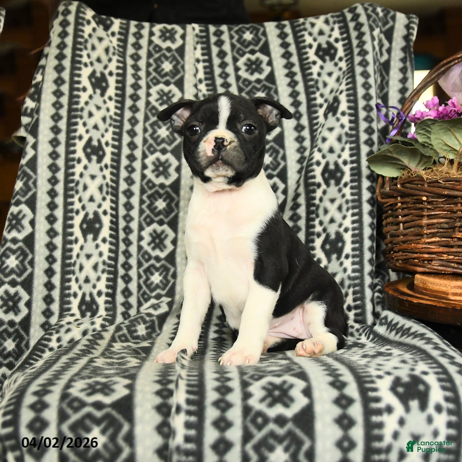 Boston Terrier dogs Hillary - Ad 1