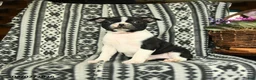 Boston Terrier dogs for sale: Hillary - Ad 1