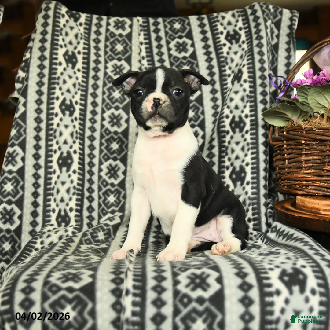 Boston Terrier dogs for sale: Hillary - Ad 1