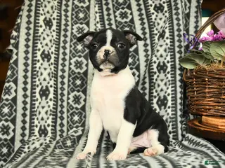 Boston Terrier dogs for sale: Hillary - Ad 2