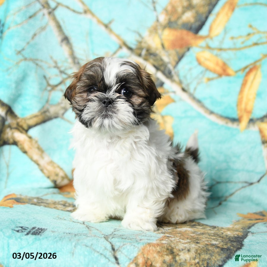 Shih Tzu dogs Tucker - Ad 2