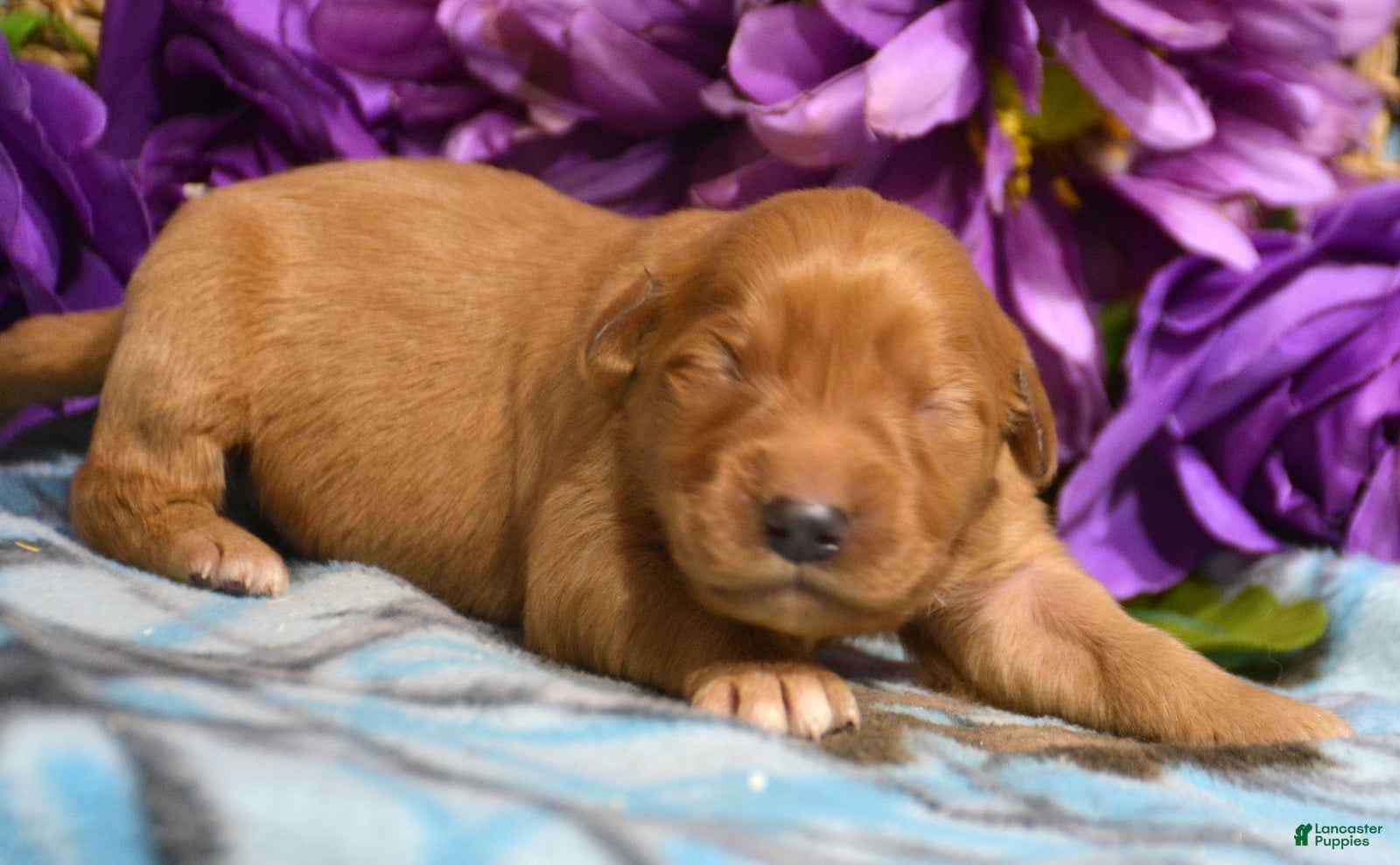 Golden Retriever dogs Golden Retriever Puppy 7 Gracie - Ad 2