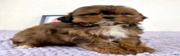 Shihpoo dogs for sale: Gretchen - Ad 28