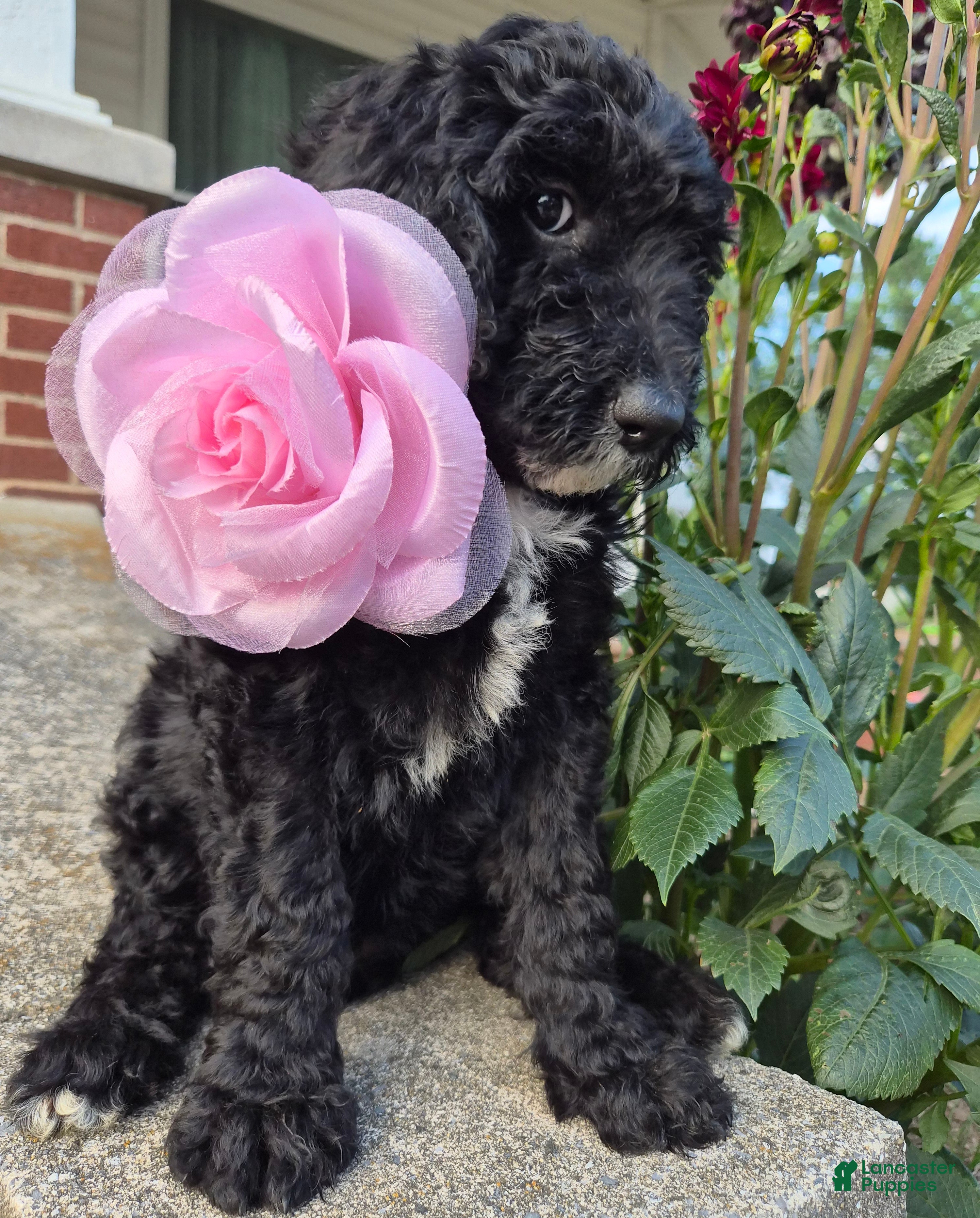 Goldendoodle dogs MOLLY - Ad 2