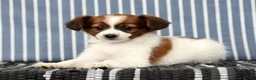 Papillon dogs for sale: Mason - Ad 8