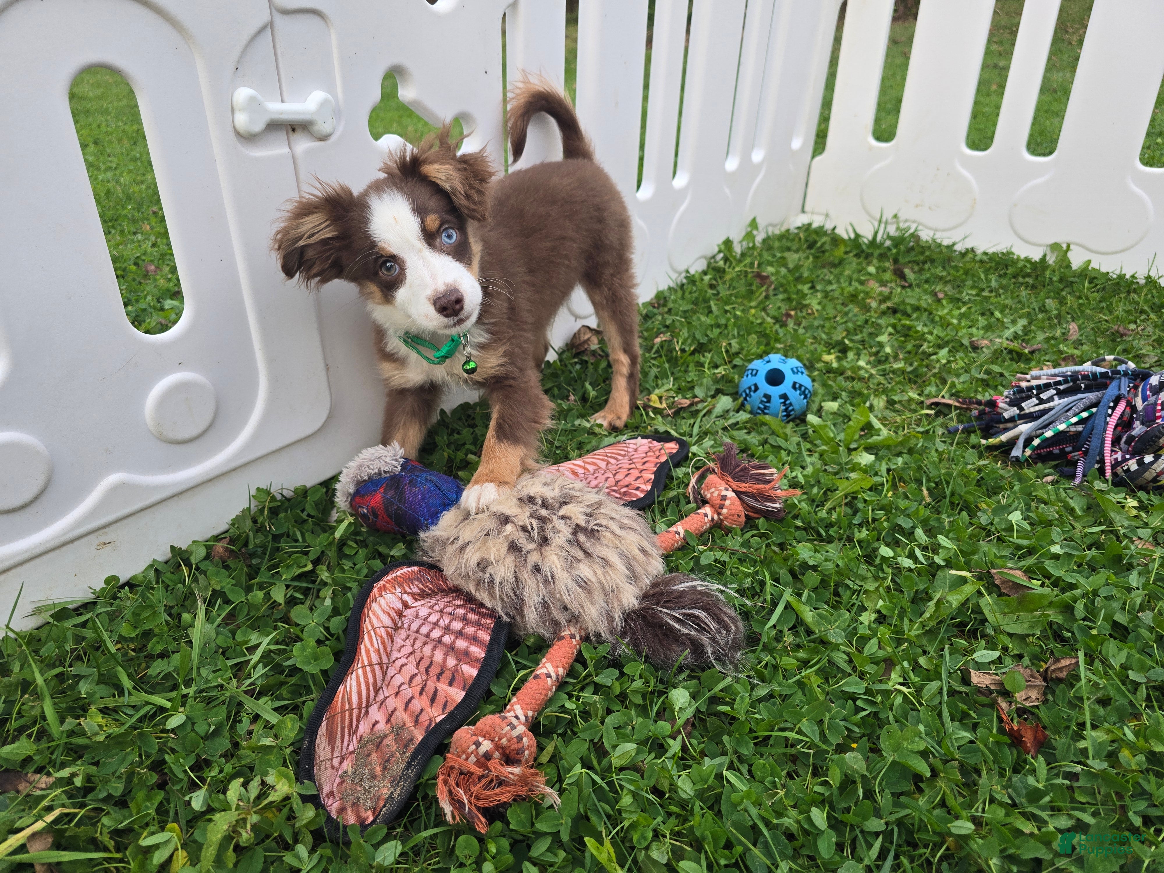 Toy Australian Shepherd dogs for sale: Boy 2 - Ad 2