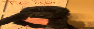 Newfoundland Puppy 3