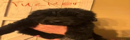 Newfoundland dogs for sale: Newfoundland Puppy 3 - Ad 1