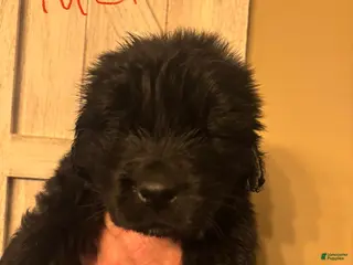 Newfoundland dogs Newfoundland Puppy 3 - Ad 34