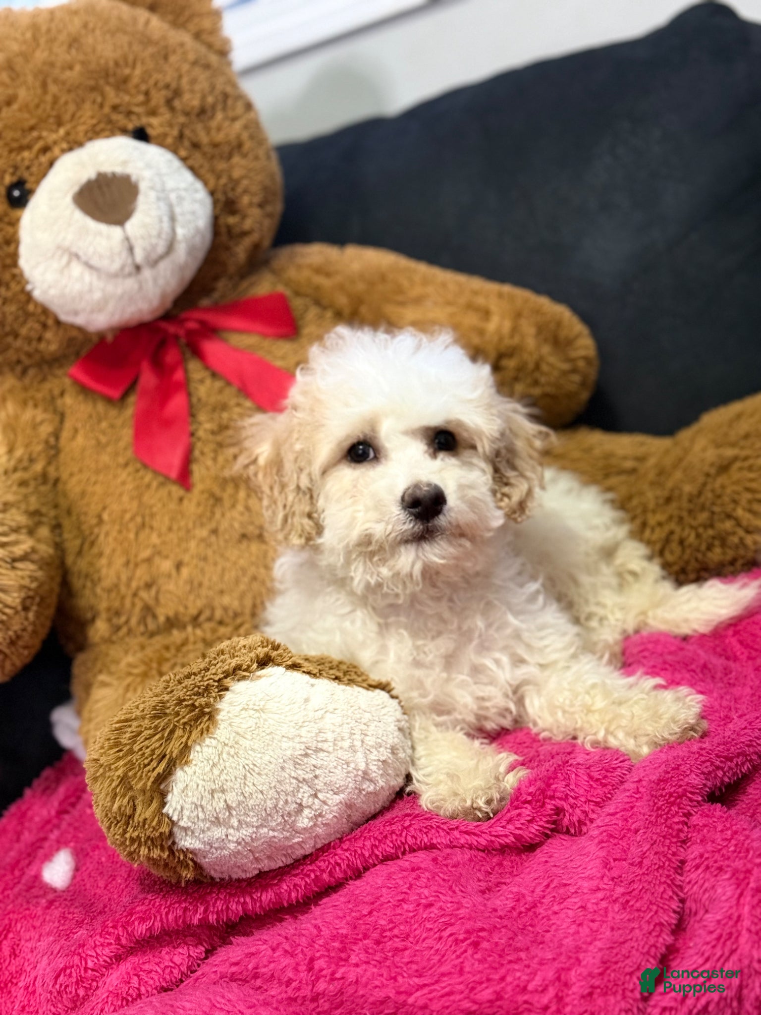 Mini Goldendoodle dogs Mini Goldendoodle Puppy 1 - Ad 2