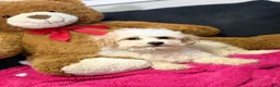 Mini Goldendoodle dogs for sale: Mini Goldendoodle Puppy 1 - Ad 2