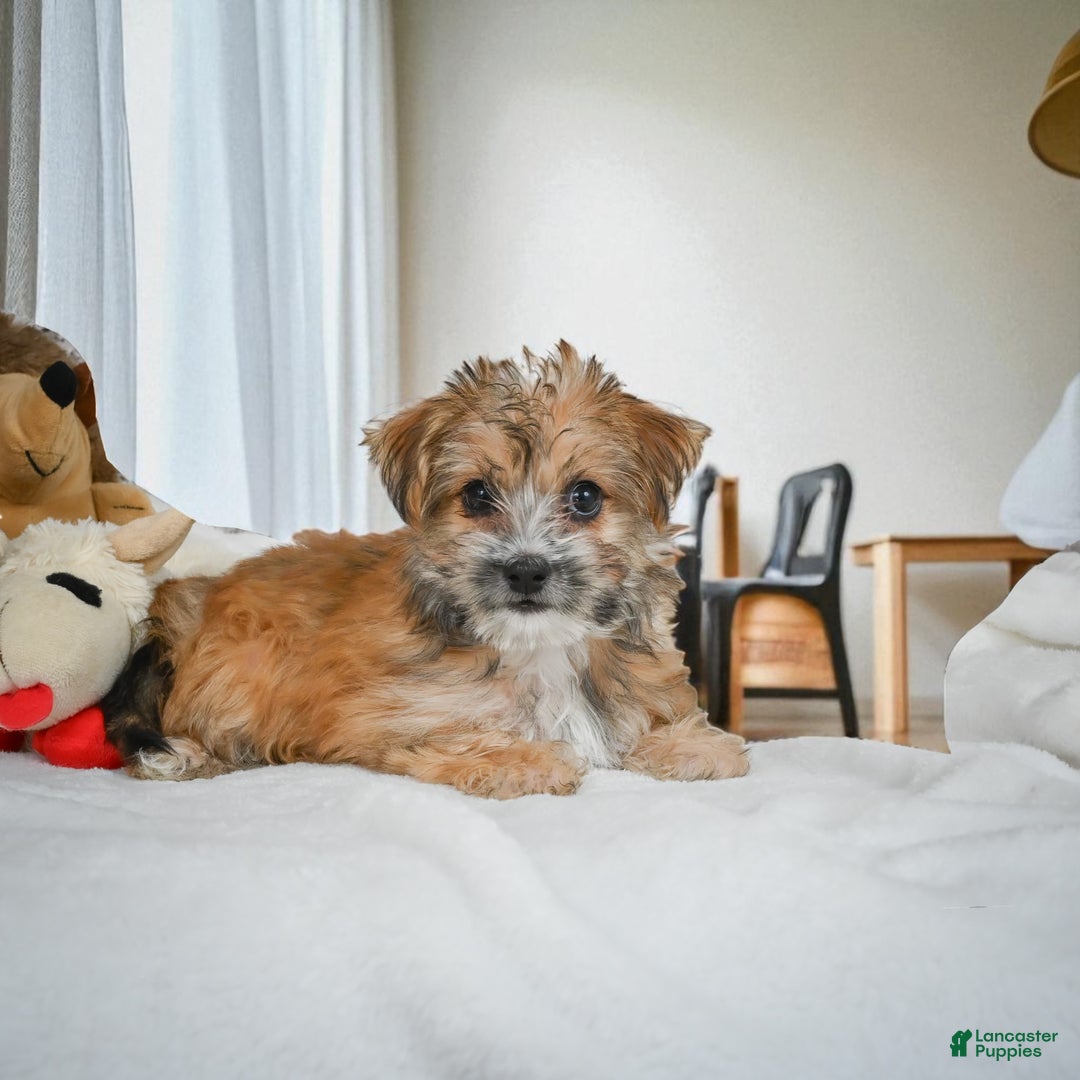 Morkie dogs for sale: ALICE - Ad 1