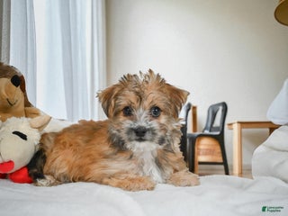 Morkie dogs ALICE - Ad 2