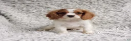 Cavalier King Charles Spaniel dogs for sale: Cavalier King Charles Spaniel 1 - Ad 7