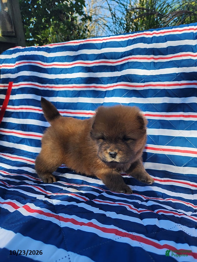 Chow Chow dogs for sale: Cooper - Ad 2