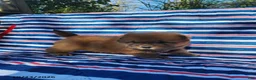 Chow Chow dogs for sale: Cooper - Ad 2