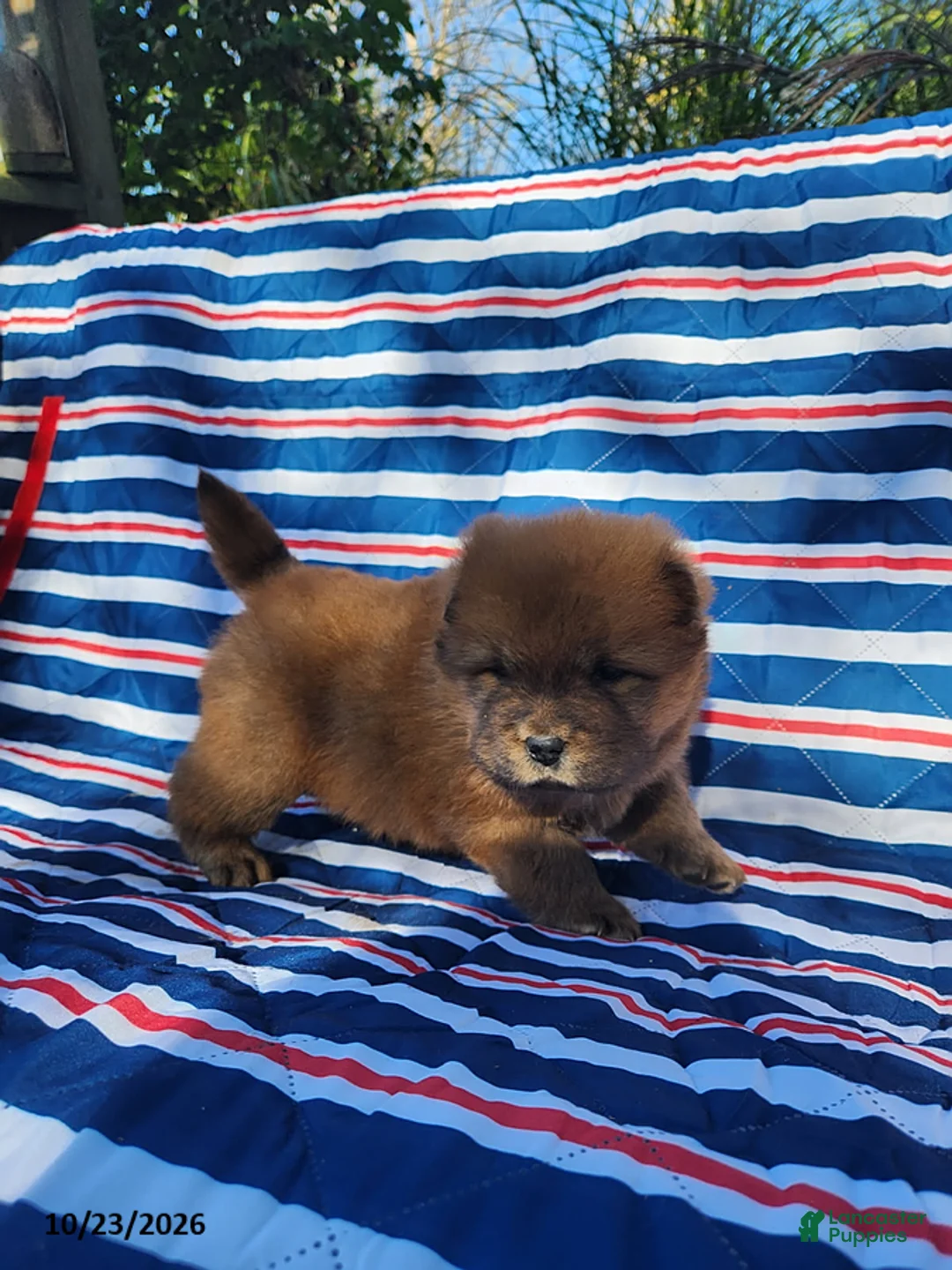 Chow Chow dogs for sale: Cooper - Ad 2