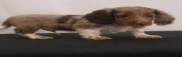 Dachshund dogs for sale: willie Jr  - Ad 13