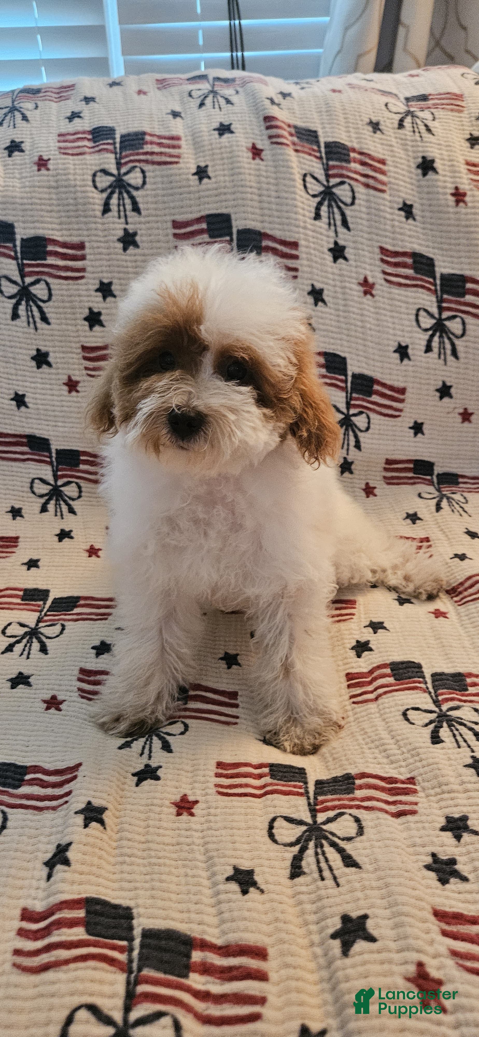 Toy Poodle dogs Buddy - Ad 2