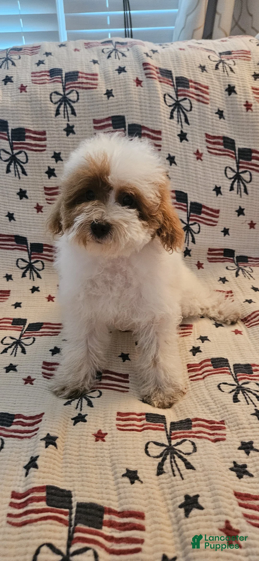 Toy Poodle dogs for sale: Buddy - Ad 2