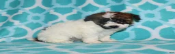 Miniature Poodle dogs for sale: Reserved Harlee’s Br&W male - Ad 8