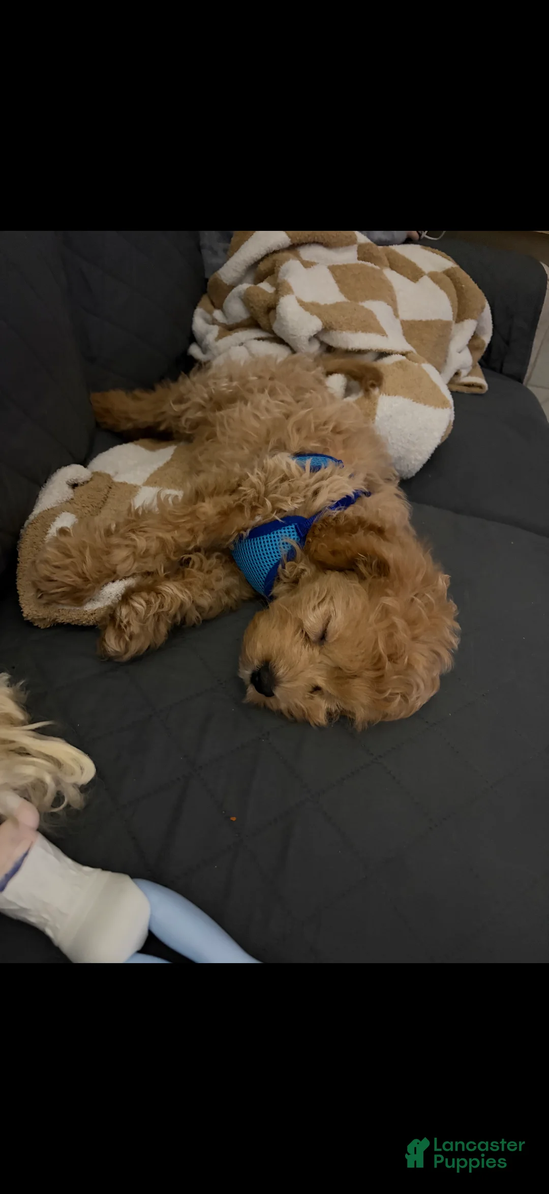 Cavapoo dogs for sale: Cavapoo Puppy 1 - Ad 3