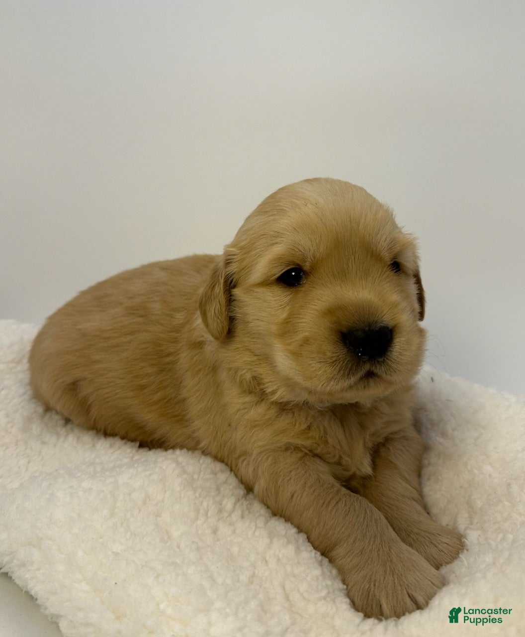 Golden Retriever dogs Boy 1 - Ad 2