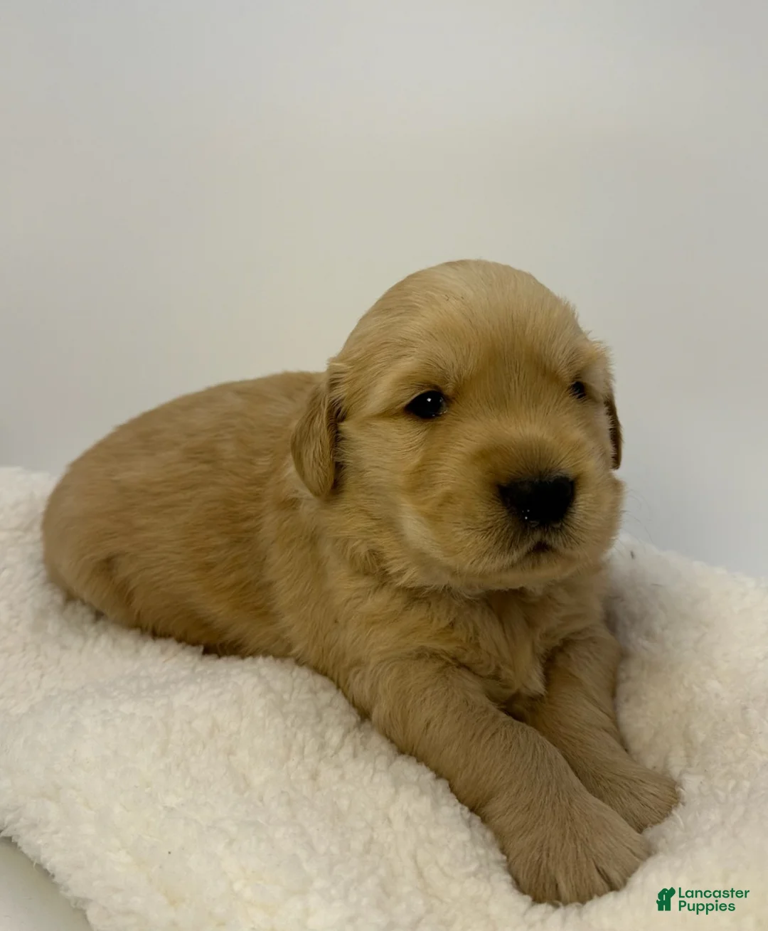 Golden Retriever dogs for sale: Boy 1 - Ad 2