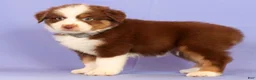 Miniature Australian Shepherd dogs for sale: Loren - Ad 5