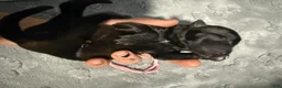 Belgian Malinois dogs for sale: Pink Collar - Ad 2
